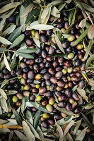 Freshly harvested olives