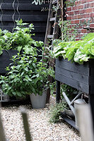 Raised beds with vegetable plants and herbs in pots in city garden