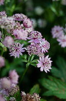 Pink starflower (Astrantia major) 'Roma'