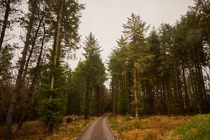 Dirt track disappearing into Devon forestry  UK