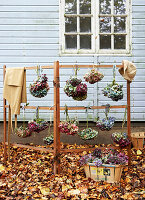 Dried Hydrangea on clothes rack with apron and fallen leave Isle of Wight, UK