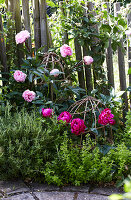 Spring summer feature celebrating the peony flower