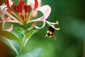 Close up of Lonicera periclymenum (Honey Suckle) with bumble bee with pollen baskets on its back legs