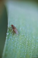 Fly on damp leaf in urban wildlife garden London