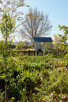 Sunny garden with tool shed in background