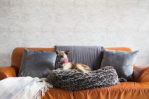 Dog on cosy dog bed on a leather sofa in front of wallpaper with wave motif