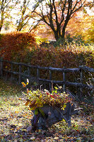 Wooden wheelbarrow with autumn leaves in the garden at sunset