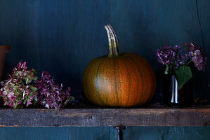 Pumpkin and hydrangea on a rustic wooden board in front of a blue wall