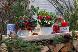 Weihnachtsdekoration mit Skimmie (Skimmia) und Scheinbeere (Gaultheria procumbens)