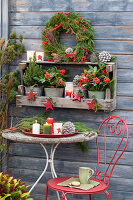 Holzregal mit Zuckerhutfichte (Picea glauca), Skimmie (Skimmia) und Scheinbeeren (Gaultheria procumbens) und DIY-Kranz aus Koniferenzweigen (Pinus) an Bretterwand, davor Sitzplatz