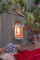 Eastern white pine (Pinus strobus) with lantern