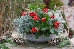 Christmas decoration with skimmia (Skimmia), Cushion bush (Calocephalus brownii, ) and Everlasting flowers (Helichrysum)