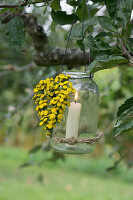 Glass jar as a lantern with a heart of tansy (Tanacetum vulgare)
