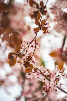 Pink cherry tree blooming in the garden with bokeh on the background