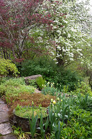 Roter Ahorn, blühender Birnbaum und Tulpen im Garten