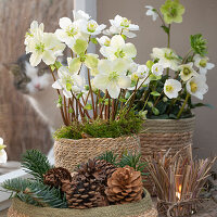 Christrose im Topf und Tannenzapfen, (Helleborus niger), Fensterdekoration