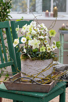 Christmas rose in pot on wooden chair, (Helleborus niger)