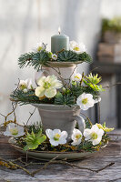 Winterliche Dekoration aus Tassen, Kerze, Tannenzweige und Christrosen (Helleborus Niger)