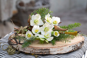 Christrosengesteck mit Tannenzweige auf Holzteller, (Helleborus Niger), Deko