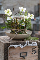 Blumengebinde mit Christrose (Helleborus Niger), Hemlocktanne und Windlicht