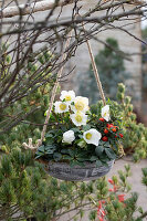 Christmas roses (Helleborus niger) and winter cherry (Solanum pseudocapsicum) in hanging baskets in the garden with cones