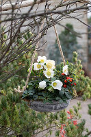 Christrosen (Helleborus niger) und Korallenstrauch (Solanum pseudocapsicum) in Blumenampel im Garten mit Zapfen