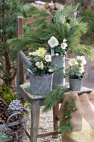 Christmas roses (Helleborus niger) in pots and eastern white pine (Pinus strobus) on wooden chair