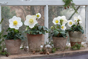 Christrosen (Helleborus niger) in Töpfen und Hemlocktanne (Tsuga) auf  Fensterbrett