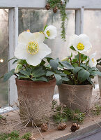 Christrosen (Helleborus niger) in Töpfen und Hemlocktanne (Tsuga) auf  Fensterbrett