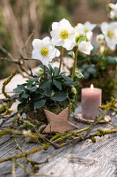 Tischdekoration mit Christrosen, (Helleborus Niger) in Moos umwickelten Töpfen und Kerze