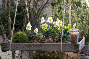 Hanging plant tray with Christmas rose (Helleborus niger), moss ball, and a lantern