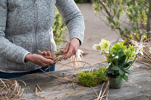 Blumentopf mit Christrose, (Helleborus Niger), mit Moos und Chinaschilf (Miscanthus) natürlich umwickelt