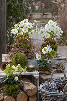 Flower pots with Christmas roses, (Helleborus niger), naturally wrapped with moss, and Chinese reed (Miscanthus), patio decoration