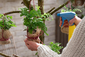 Delta maidenhair fern (Adiantum raddianum) wrapped in jute, Kokedama style