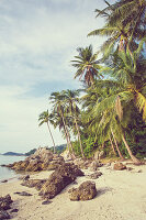 Beach with palm trees (Guadeloupe, Caribbean)