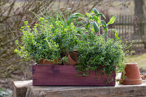 Kitchen herbs sage, chives, savory, oregano in a trough style planter