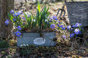 Balkan anemone (Anemone blanda), and snowdrop (galanthus) in tin tub, spring flowers in the garden