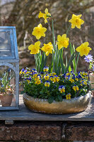 Daffodils (Narcissus) and horned violets (Viola cornuta) in a flower bowl