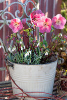 Blecheimer mit rosa Christrosen 'Winterangel' (Helleborus orientalis) und Schneeglöckchen (Galanthus nivalis)