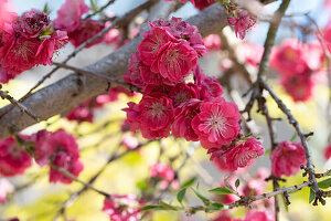 Flowering peach tree (Prunus persica)