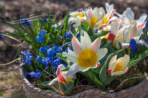 Seerosentulpe (Tulipa kaufmanniana), Traubenhyazinthe (Muscari), und Blaustern (Scilla) in Weidenkorb