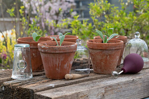 Artichoke, seedlings in clay pots