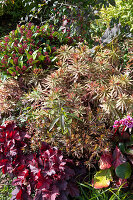 Cushion spurge (Euphorbia polychroma) and Skimmia, in the garden