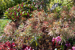 Vielfarbige Wolfsmilch (Euphorbia polychroma), Skimmia, im Herbst