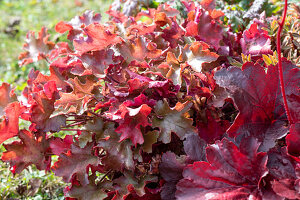Coral bells (Heuchera) with red leaves in the garden