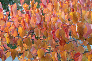 Judas tree (Cercis siliquastrum) in autumn leaves