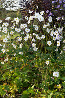 Herbstanemone 'Honorine Jobert' (Anemone Japonica), Hybriden im Garten