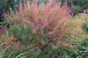 Marsh spurge (Euphorbia palustris) in the garden