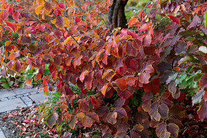 Hybrid witch hazel (Hamamelis intermedia) in autumn colour in the garden