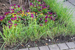 Hornveilchen (Viola cornuta) und Schnittlauch (Allium schoenophrasum) im Beet